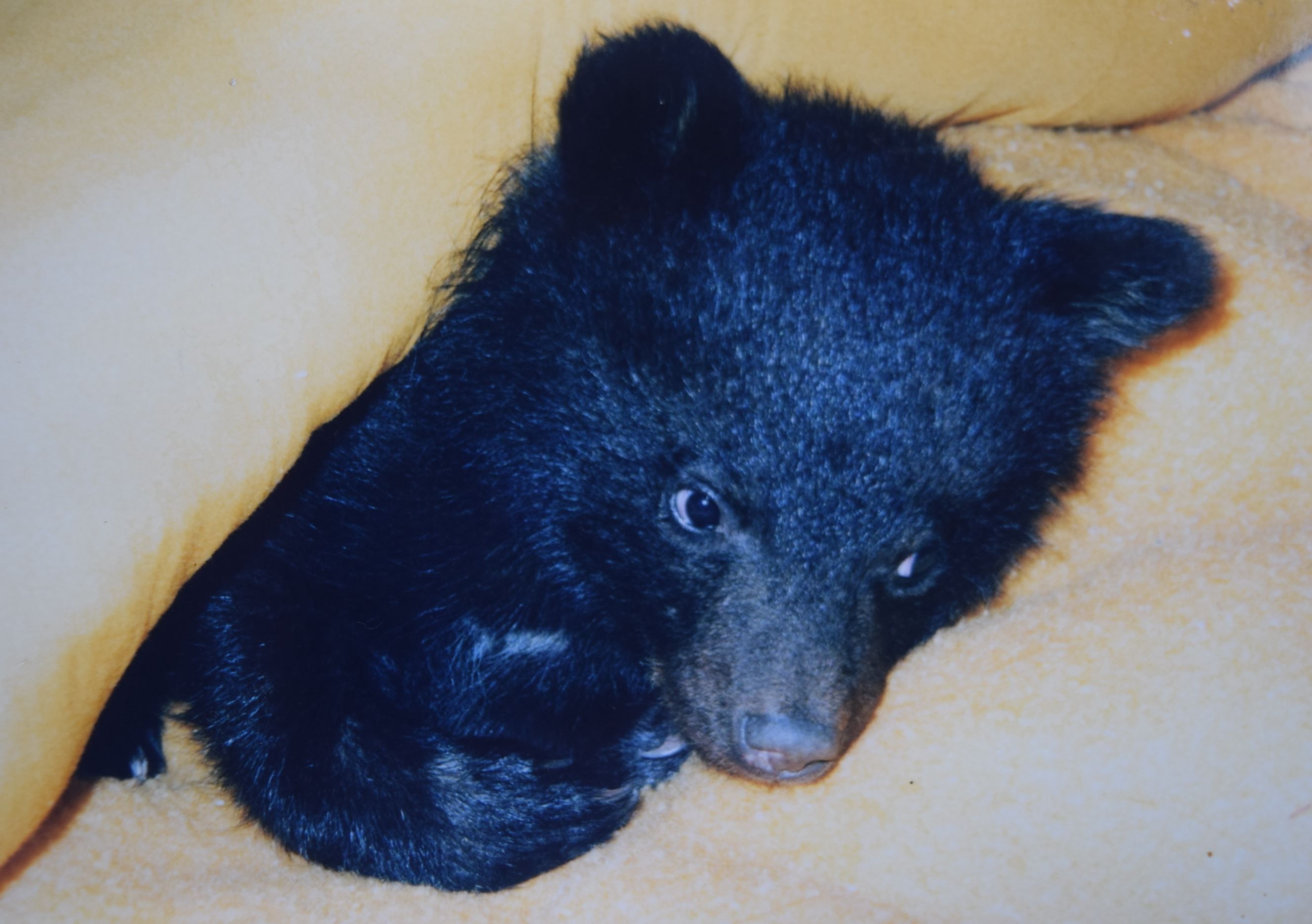 32年育てたクマが死にました 山形県鶴岡市の男の人が自分の子どもの 