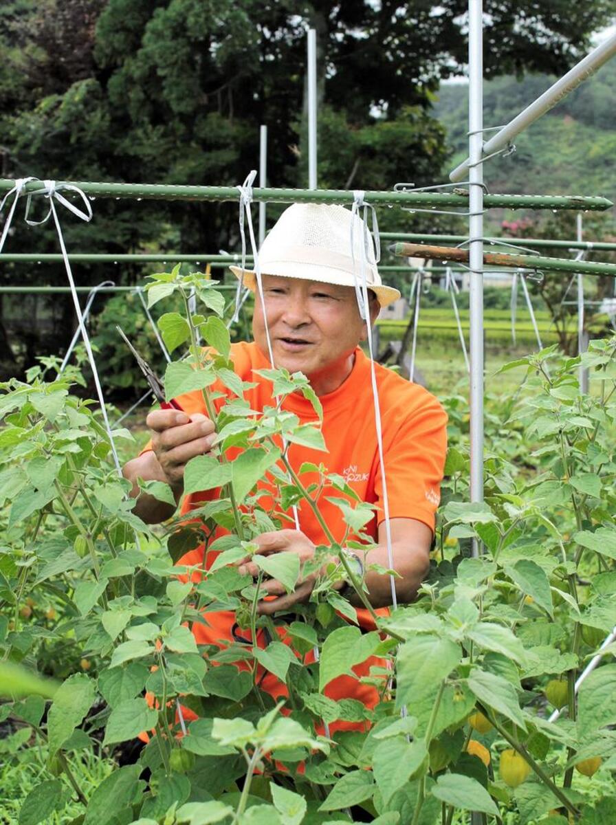 甘くて酸っぱいスイーツホオズキ 秋田 上小阿仁の鈴木さん 栽培７年 出荷１トン目指す 河北新報オンラインニュース Online News