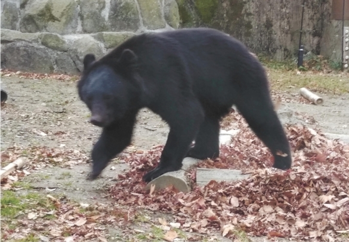 暮らしの中の動物たち １６ ツキノワグマ 人間襲う個体対策急務 河北新報オンラインニュース Online News