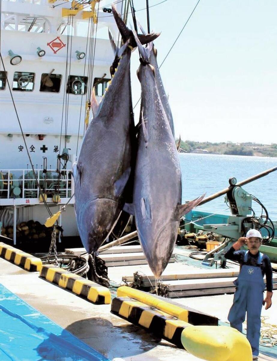 塩釜港にクロマグロ初水揚げ 河北新報オンラインニュース Online News