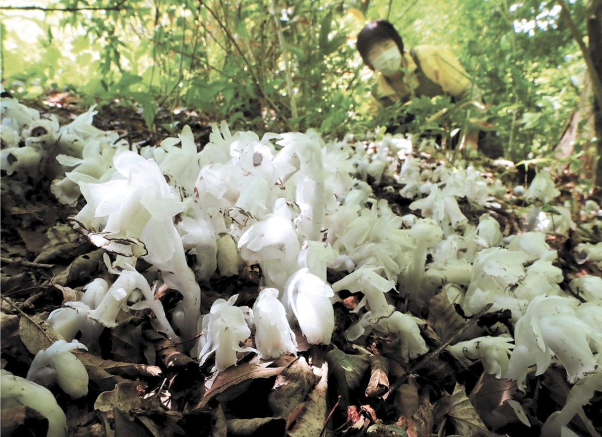 透き通る白さ まるでお化け 仙台 秋保の植物園でギンリョウソウ咲く 河北新報オンラインニュース Online News