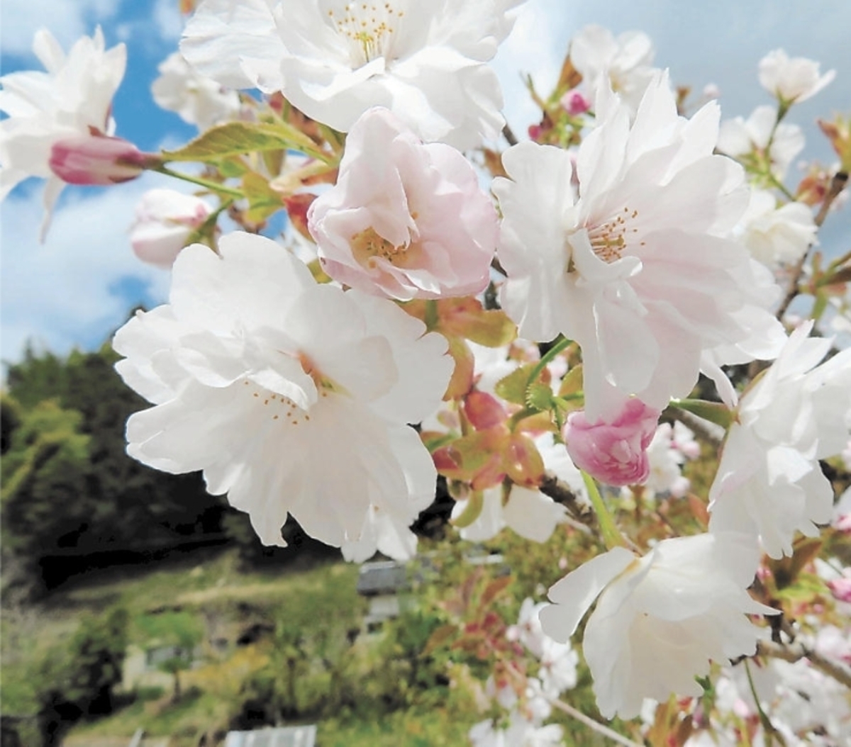 新品種は 玉夢桜 宮城農高実習教諭が人工交配 河北新報オンラインニュース Online News