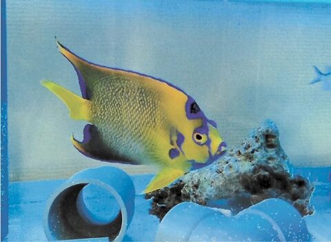 サンゴ礁の生き物たち ２３ キンチャクダイ 下 大型種の餌 植物質に 河北新報オンラインニュース Online News