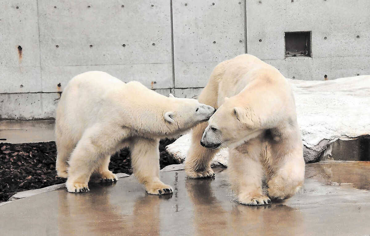 男鹿水族館でホッキョクグマの赤ちゃん誕生 河北新報オンラインニュース Online News