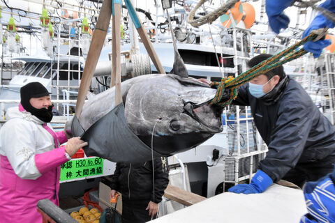 大間のマグロ 億超えならず 関係者ら このご時世 仕方ない 豊洲市場初競り 河北新報オンラインニュース Online News