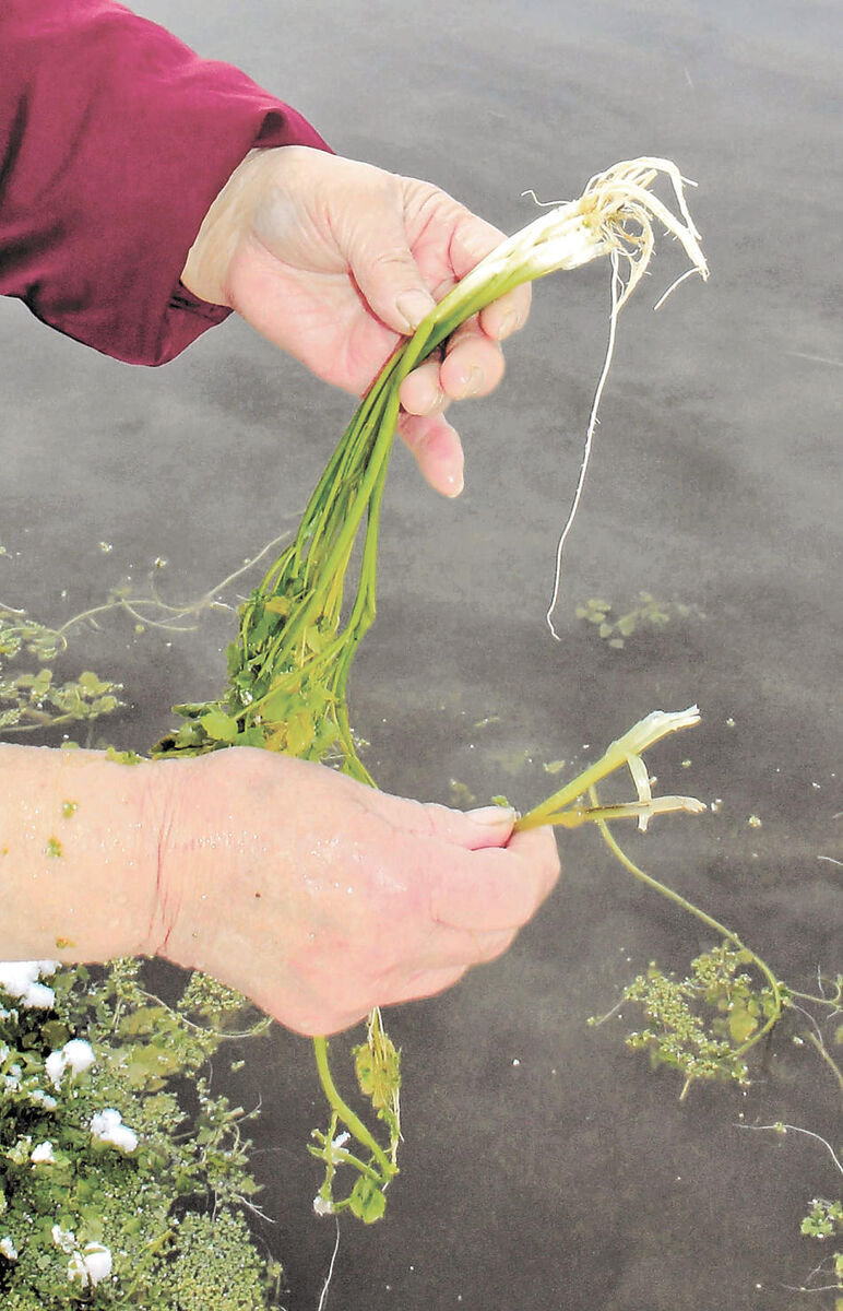 江釣子セリ 大雪でカモの食害拡大 七草がゆ需要期に 採れるものがない 北上 河北新報オンラインニュース Online News