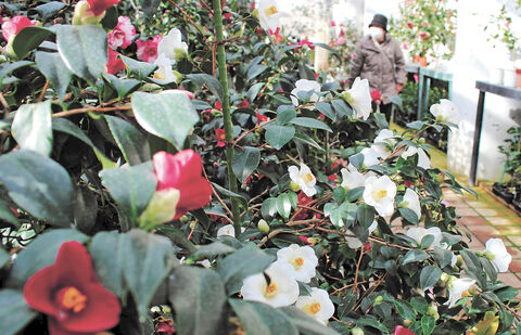 世界のツバキ６００種咲き誇る 大船渡でまつり開幕 河北新報オンラインニュース Online News