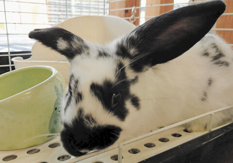 ペット考現学 ２ ウサギ 大きな耳で体温を調節 河北新報オンラインニュース Online News