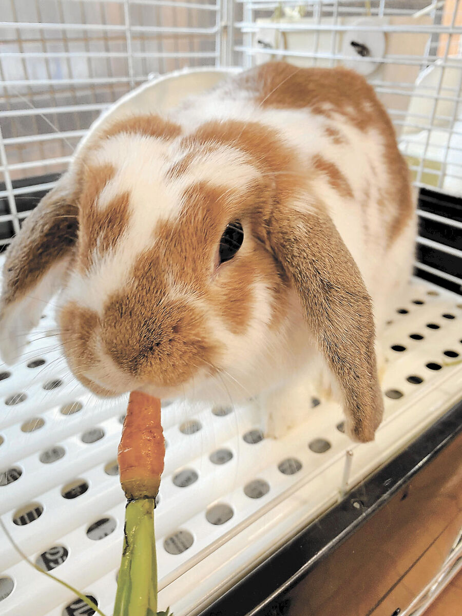 ペット考現学 ３ ウサギ 主食には 牧草 与えて 河北新報オンラインニュース Online News