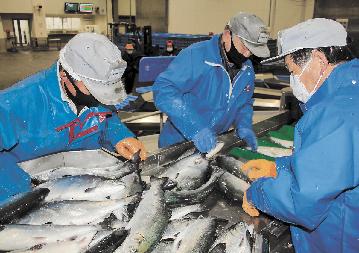 サケ躍り春兆す 石巻魚市場 金華ぎん 初入荷 河北新報オンラインニュース Online News