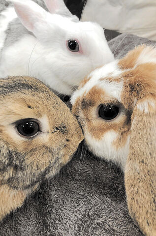 ペット考現学 ４ ウサギ 鳥に見立て数える風習 河北新報オンラインニュース Online News