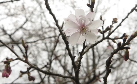 仙台で桜開花を観測 昨年と並び観測史上最速 河北新報オンラインニュース Online News