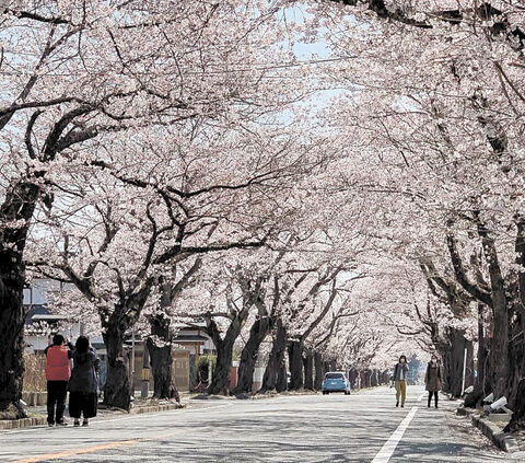 夜の森の桜並木 見頃迎える 富岡 ８００ｍライトアップへ 河北新報オンラインニュース Online News