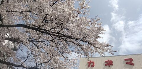 仙台で３月に桜満開 観測史上最速 動画あり 河北新報オンラインニュース Online News