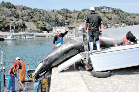 ミンククジラ漁始まる 鮎川港に２頭水揚げ 商業捕鯨３年目 河北新報オンラインニュース Online News