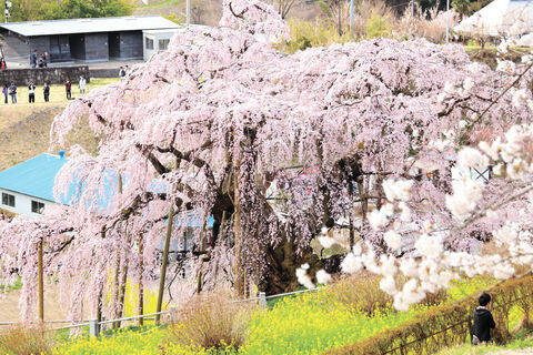 三春の滝桜満開 薄紅色降り注ぐ 福島 河北新報オンラインニュース Online News
