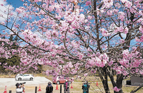 秋保の新種桜 ふんわりと見頃に 河北新報オンラインニュース Online News