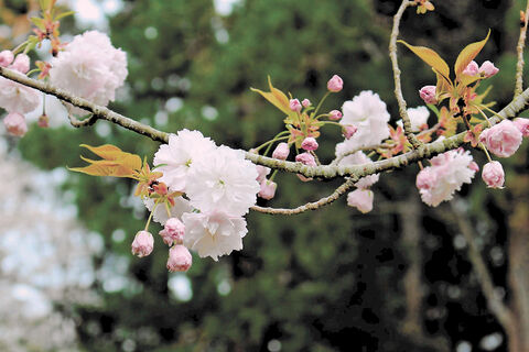 天然記念物 手まりのように開花 塩釜神社 河北新報オンラインニュース Online News