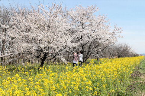 桜と菜の花 咲き競う 秋田 大潟 河北新報オンラインニュース Online News