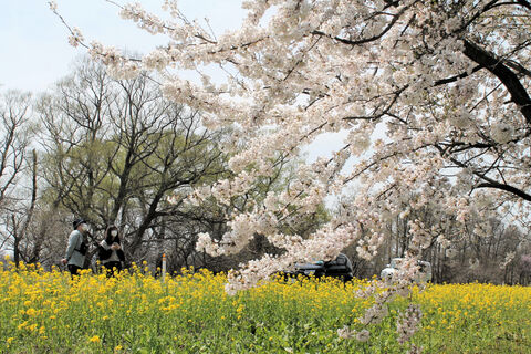 桜と菜の花 咲き競う 秋田 大潟 河北新報オンラインニュース Online News