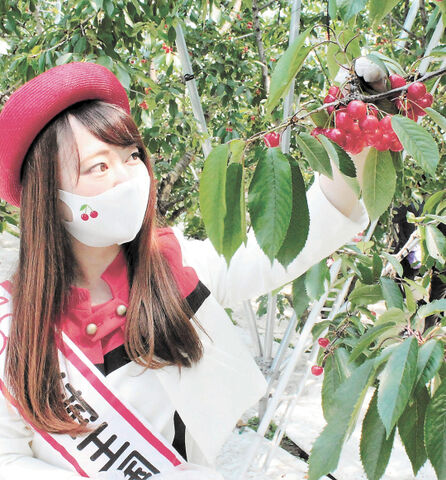 サクランボ狩り ２年分楽しんで 東根の観光果樹園オープン 河北新報オンラインニュース Online News