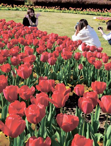 スケッチみやぎ みちのく公園は一面花畑 河北新報オンラインニュース Online News