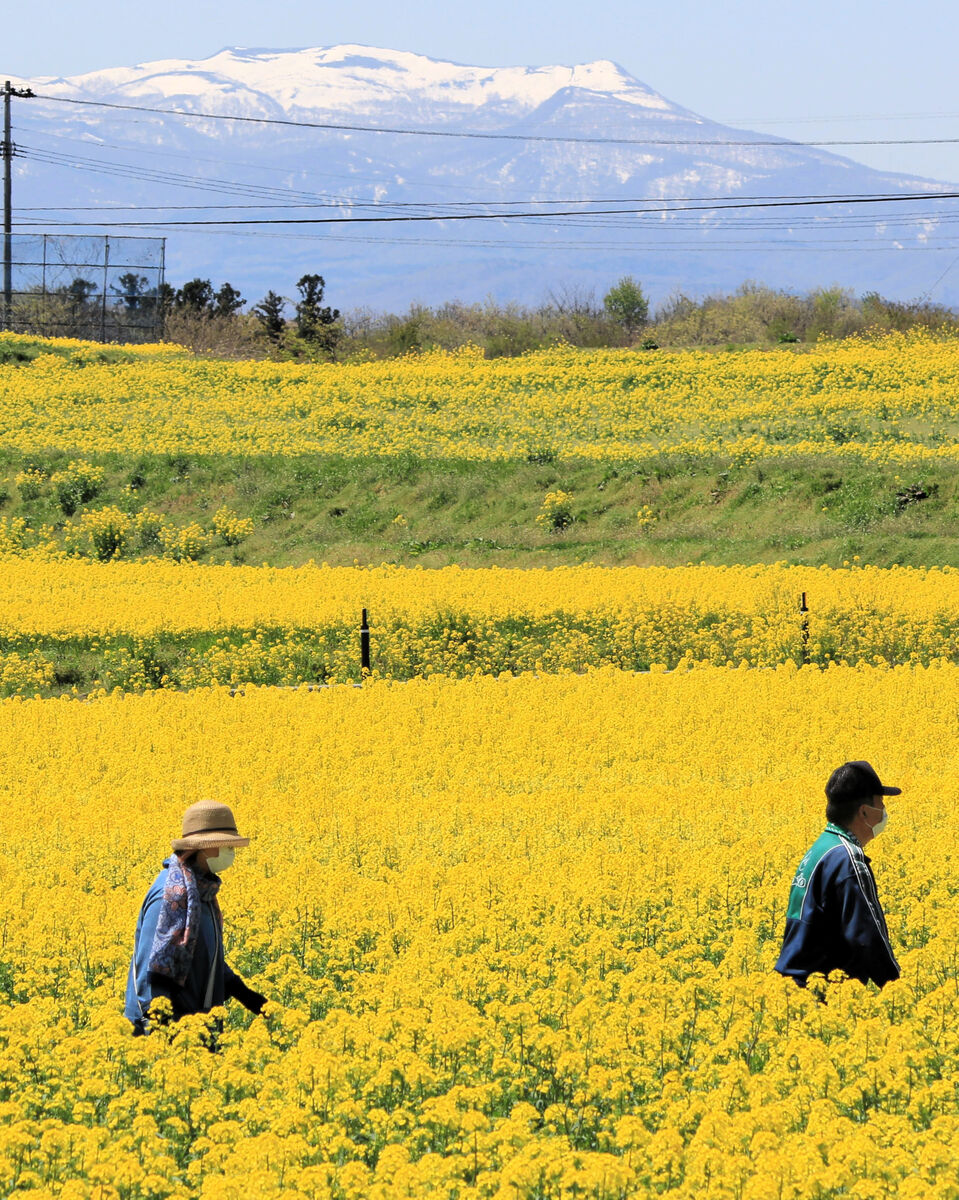 丘一面 黄色に染める ２００万本 菜の花咲く 宮城 河北新報オンラインニュース Online News