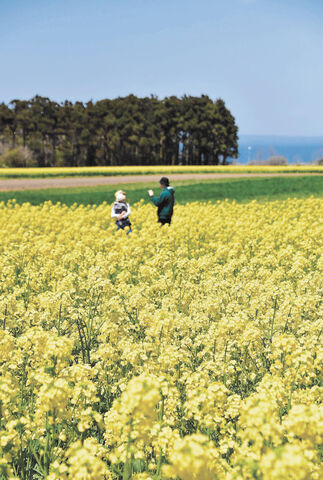 国内最大級の菜の花じゅうたん 今年は小路も 河北新報オンラインニュース Online News