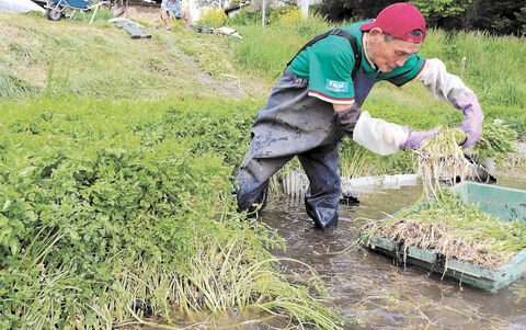 幻のセリ 収穫ピーク 春は天ぷらやおひたしに 登米 河北新報オンラインニュース Online News