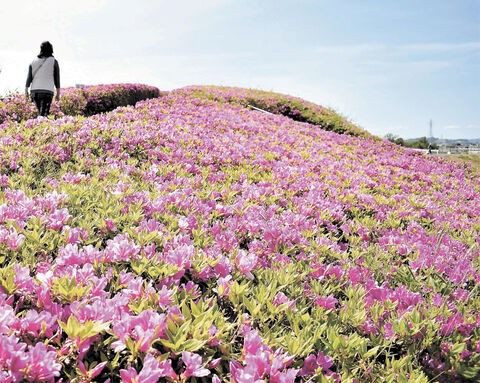 石巻 運河交流館のツツジ満開 赤紫の花咲き誇る 河北新報オンラインニュース Online News