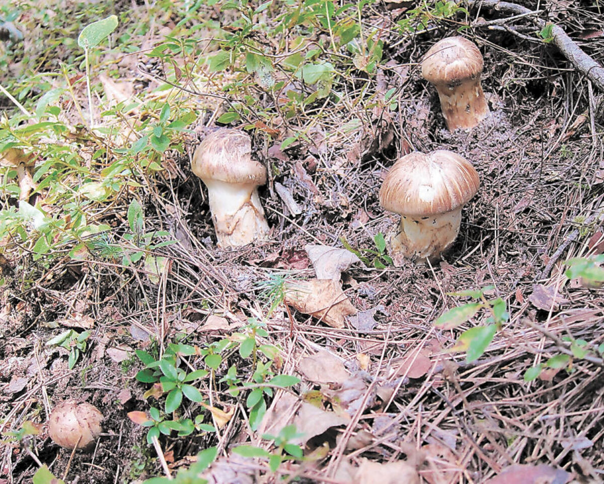 求む「マツタケ守り隊」 岩手・岩泉、山の再生手伝って | 河北新報