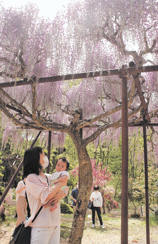 フジの花 優しさと強さ感じて 鬼滅の刃 人気で来場増 大館 藤の郷 で見頃 河北新報オンラインニュース Online News