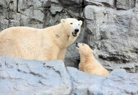 ホッキョクグマの赤ちゃんは フブキ 両親の名にあやかる 河北新報オンラインニュース Online News