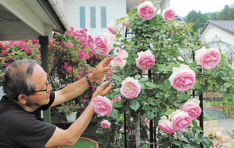 バラの花咲く再生の庭 陸前高田の男性 地域に開放 河北新報オンラインニュース Online News