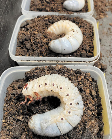 カブトムシの培養土に菌床 横手のシイタケ会社 成虫を販売へ 河北新報オンラインニュース Online News