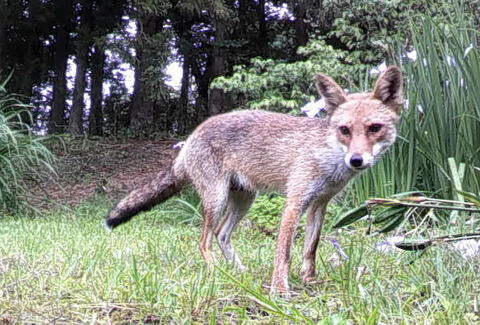 野生のキツネ カメラにびっくり 宮城 亘理のアヤメ園に出没 河北新報オンラインニュース Online News