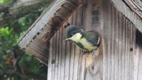 動画 シジュウカラ 巣立ちの時 親鳥の愛情受けて 河北新報オンラインニュース Online News