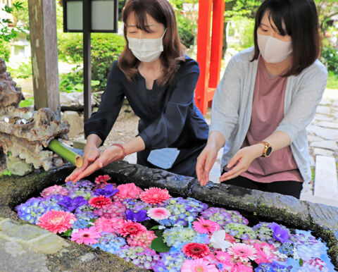 動画 収束願う花手水 極楽浄土の美しさ 河北新報オンラインニュース Online News