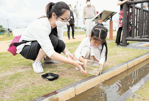 動画 津波で全滅 井土メダカ 復活 市民ら育て放流 河北新報オンラインニュース Online News