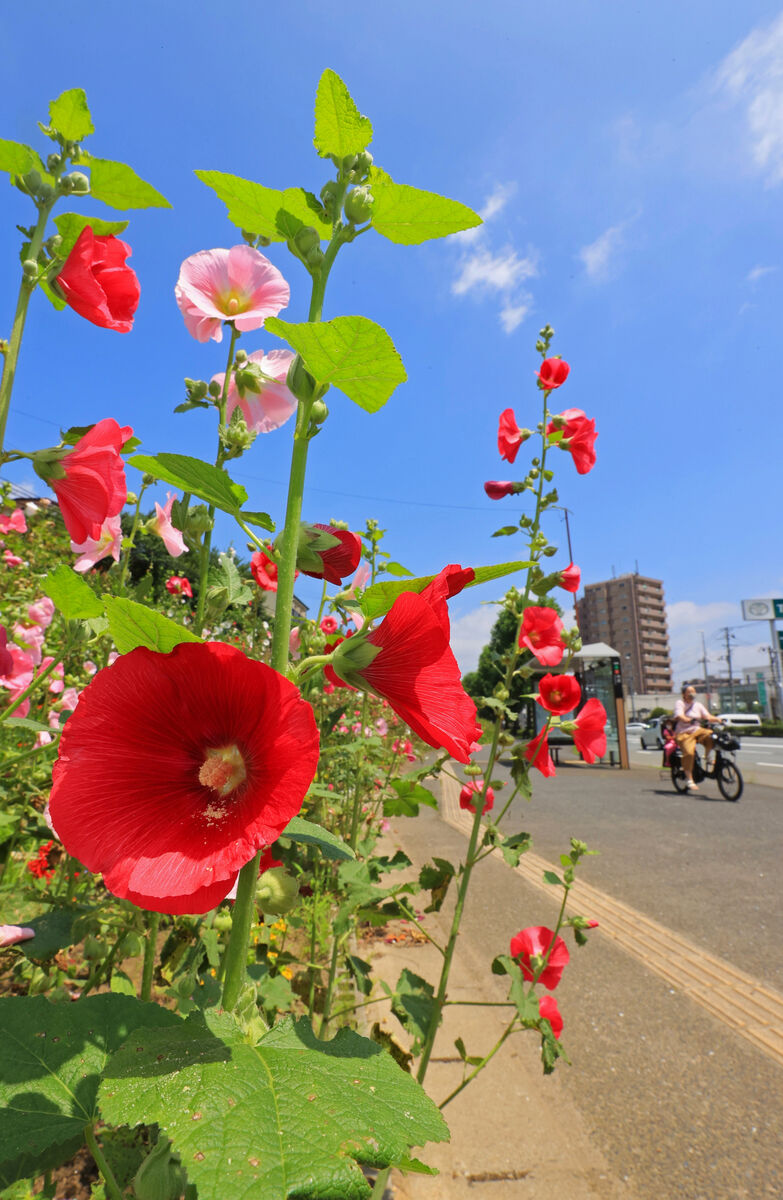 抜ける青空 夏が来た 東北梅雨明け 河北新報オンラインニュース Online News