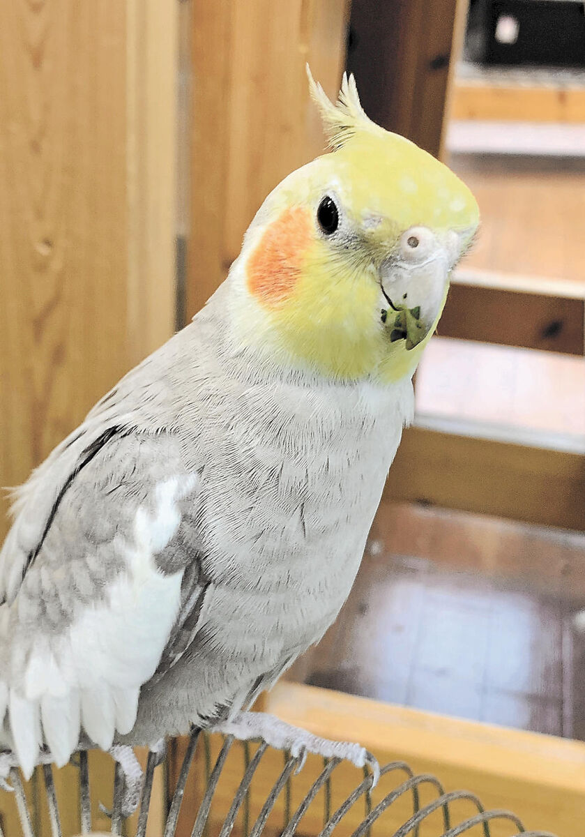 ペット考現学 １３ インコとオウムの違い 頭の 冠羽 有無で判別 河北新報オンライン