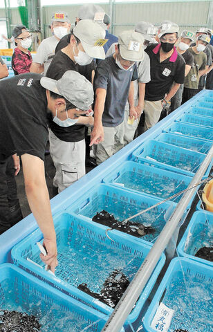 幻の魚 ホシガレイ ２期目出荷 刺し身と漬けの丼 試験販売も 河北新報オンラインニュース Online News