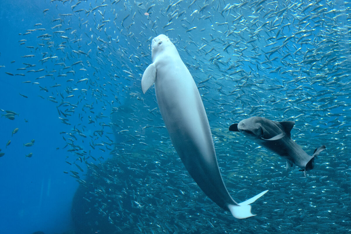 三陸の海きらめく 仙台うみの杜水族館 ゆらゆら大水槽 河北新報オンラインニュース Online News