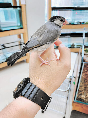 ペット考現学 １６ 文鳥 江戸期にブーム 美しさに引かれ 名画も 河北新報オンラインニュース Online News