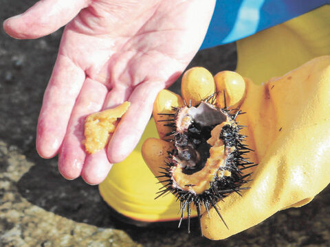 実がたっぷり 蓄養ウニ 初水揚げ 通年出荷への期待高まる 河北新報オンラインニュース Online News