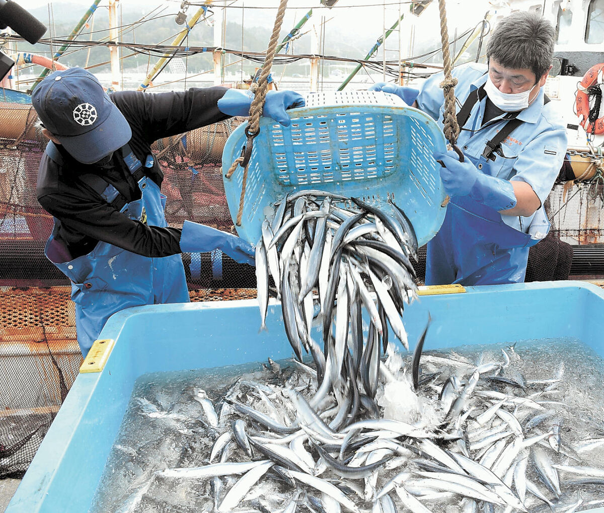 サンマわずか０ ５トン 期待と不安交錯 気仙沼で初水揚げ 河北新報オンラインニュース Online News