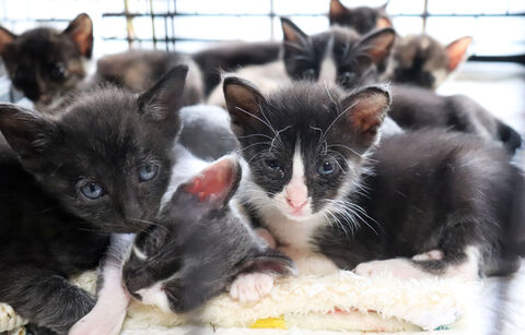 保護猫 ペット人気の陰で増加 一度会いに来て 引き取り手を待つ 河北新報オンラインニュース Online News