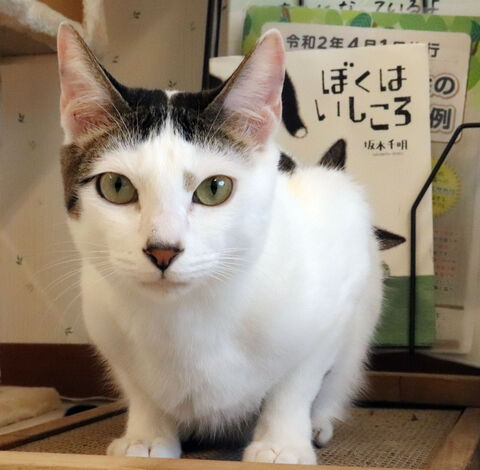 ２月２２日は猫の日 保護猫 ペット人気の陰で増加 一度会いに来て 河北新報オンラインニュース Online News