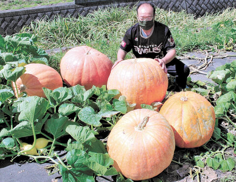 巨大カボチャすくすく 石巻の会社員 ハロウィーン用に栽培 河北新報オンラインニュース Online News