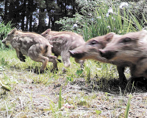 実りの山廃れ 里へ迫る 東北 拡大する野生動物被害 １ 河北新報オンラインニュース Online News